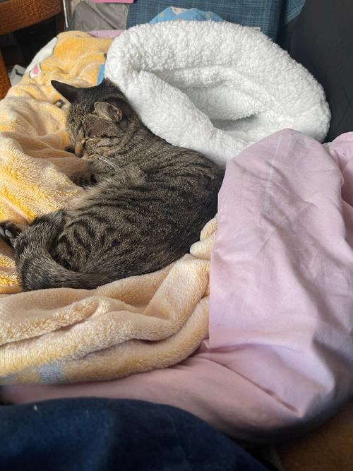 猫咪不爱窝？试试这些方法！（为什么小猫不愿意进窝）