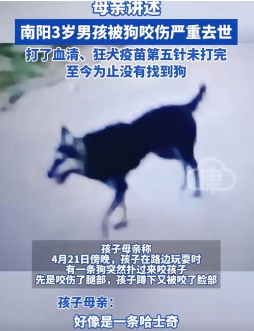 别打狗,会变坏,伤感情(小狗被打了之后好几天不亲人) 别打狗,会变坏,伤感情(小狗被打了之后好几天不亲人)