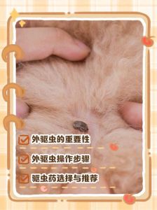 驱虫后粪便无虫，食欲体重增，皮肤精神好（小狗怎样才算驱虫成功）