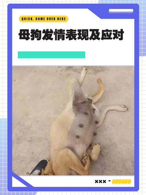 晒自家小母狗被指侵犯肖像权，宠物照片分享引深思（小母狗被主人发照片了怎么办）