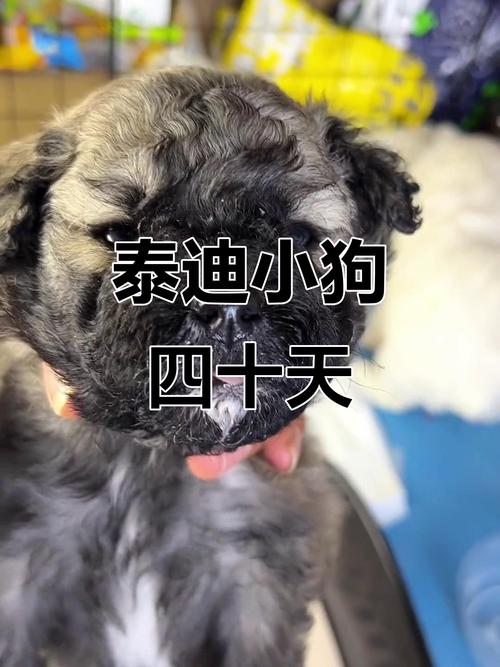 幼犬首次驱虫时间及注意事项（刚出生的小狗多久驱虫）