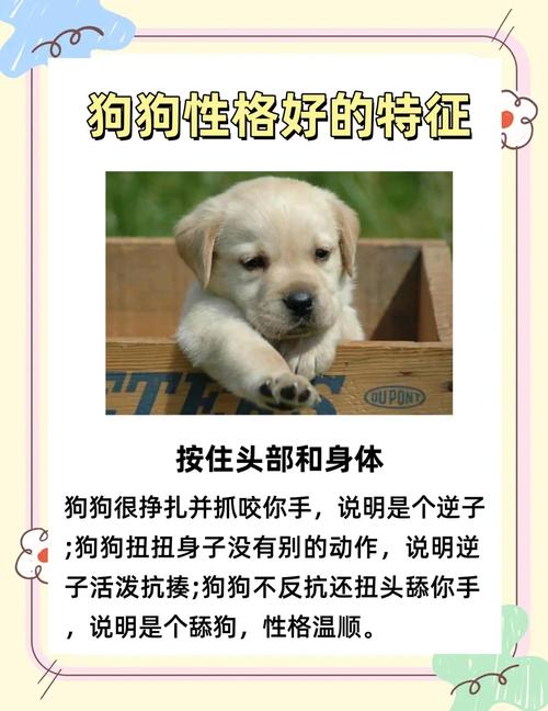 狗狗摇尾巴舔舐撒娇，都是爱你的表现（狗狗对主人感情深表现）
