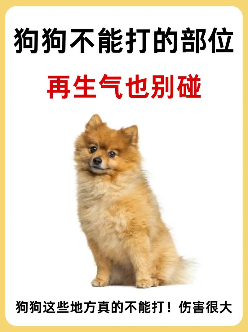别打小狗头！科学训狗靠奖励，耐心更有效（小狗不听话能打它头吗）