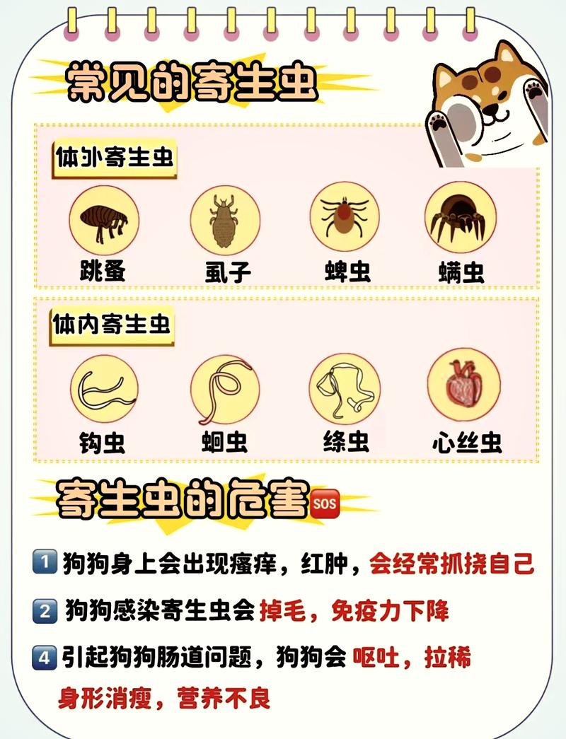 狗狗打虫后多久能吃？注意事项看这里！（狗狗打虫多长时间吃饭）