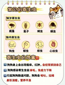 狗狗打虫后多久能吃？注意事项看这里！（狗狗打虫多长时间吃饭）