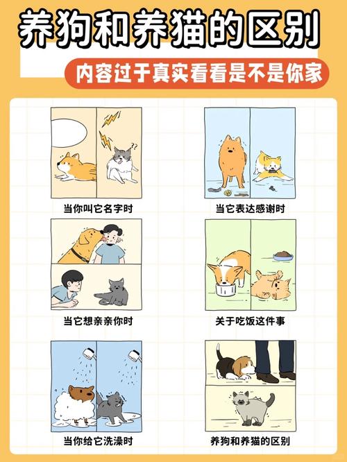 2-3月敏感期，耐心训练小猫咪（猫能像狗一样顺从吗）
