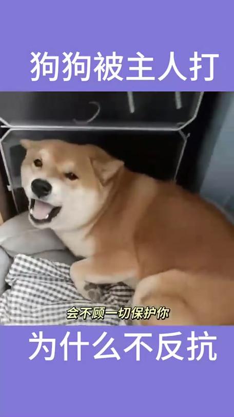 狗狗怕主人，力量悬殊，懂情绪，忠诚怕没饭吃（主人教训狗狗为啥不敢反抗）