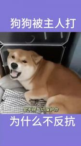 狗狗怕主人，力量悬殊，懂情绪，忠诚怕没饭吃（主人教训狗狗为啥不敢反抗）