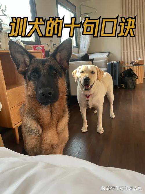统一口令手势教狗狗，耐心奖励保安全（训狗口令和手势图解）