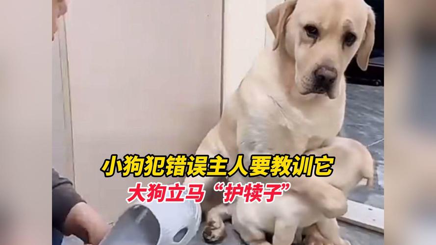 教育狗狗犯错要立即坚定，结合非暴力，正向强化为主（狗狗犯了错误教你怎么教训它）