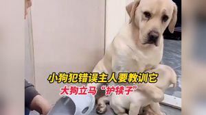 教育狗狗犯错要立即坚定，结合非暴力，正向强化为主（狗狗犯了错误教你怎么教训它）