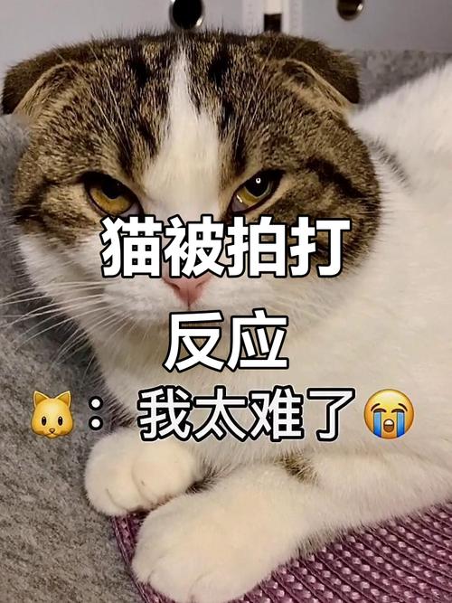 猫咪被打会害怕，体罚不可取，多关爱它们（打小猫会记恨主人吗）