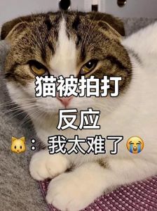 猫咪被打会害怕，体罚不可取，多关爱它们（打小猫会记恨主人吗）