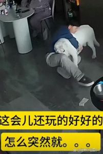 小狗挨打会害怕，别打骂要用爱引导（小狗挨打不敢看主人）