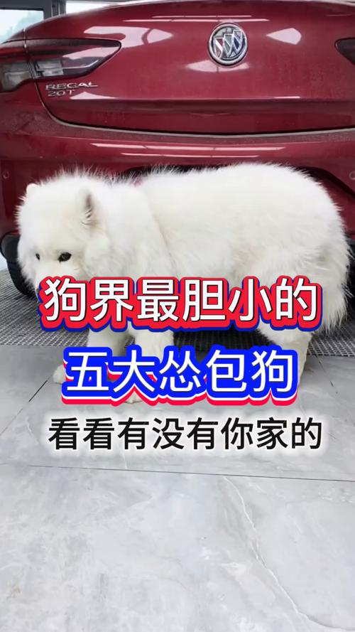 胆小犬克服恐惧，主人耐心引导更自信（胆小的狗为什么不能养）