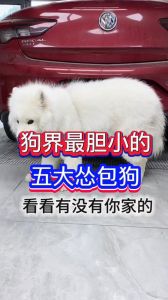 胆小犬克服恐惧，主人耐心引导更自信（胆小的狗为什么不能养）