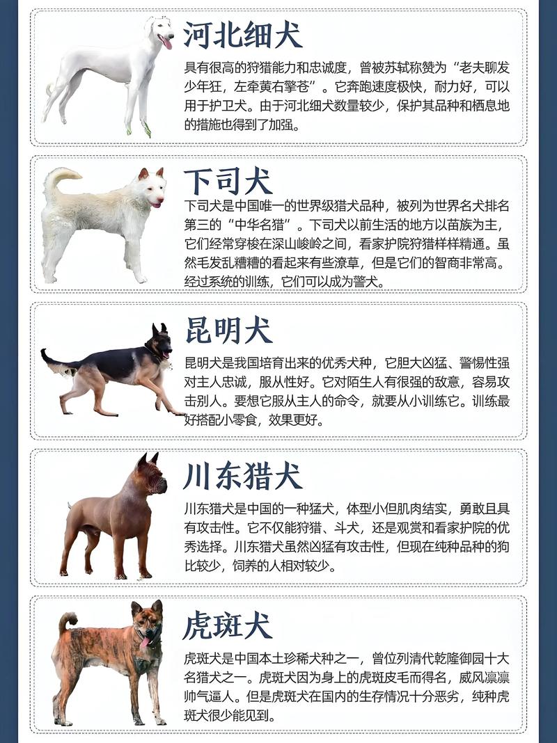 选凶猛土狗？看行为体格性格营养，选狗王！（土狗同一窝小狗怎么挑选凶猛的）