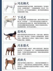 选凶猛土狗？看行为体格性格营养，选狗王！（土狗同一窝小狗怎么挑选凶猛的）