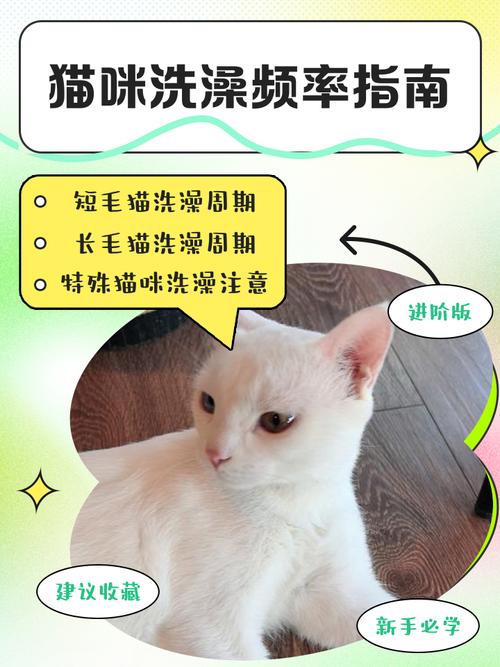 猫咪洗澡频率因品种毛发状况而异（小猫一般多久洗一次澡）