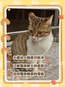 胆小猫专属安全空间打造指南（猫胆小怕人整天躲着怎么办）