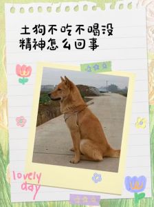 饿狗惩罚坏处多，健康心理都受损，正向引导更靠谱（狗狗不听话饿它管用吗）