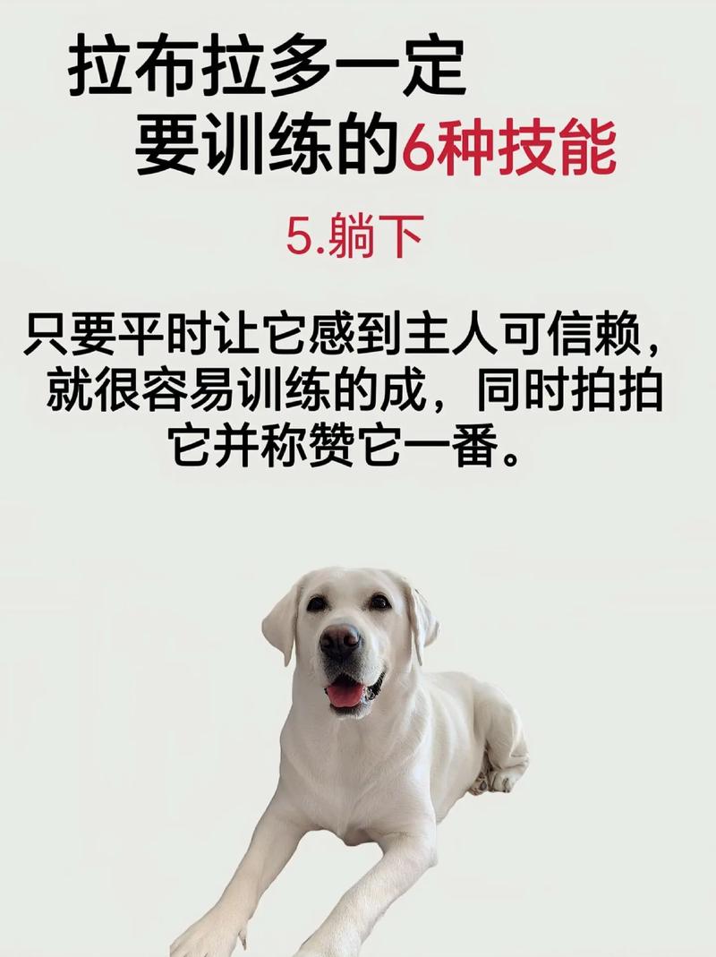 捕捉宠物萌态，打造专属网红（训练宠物狗成为网红的技巧）