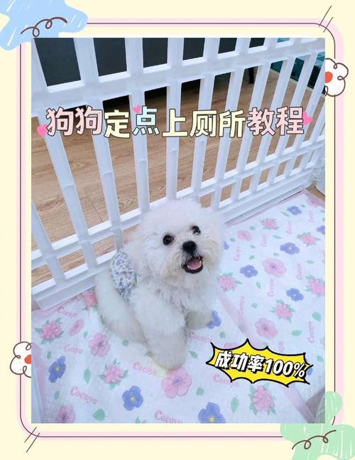 耐心规律训小狗，黄金期3-6个月易学会（怎么训练小狗上厕所）