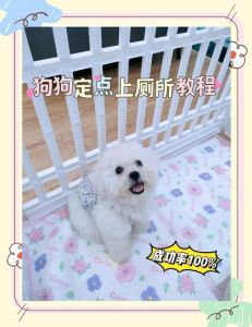 耐心规律训小狗，黄金期3-6个月易学会（怎么训练小狗上厕所）