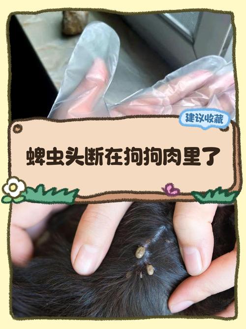 蜱虫离开狗后能活多久？（蜱虫脱离狗能活多久）