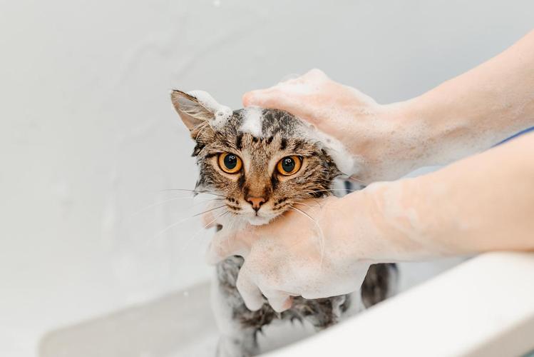 小猫洗澡的正确方法（怎么给小猫洗澡）