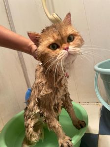 猫咪洗澡频率与技巧（猫咪洗澡正确的步骤）