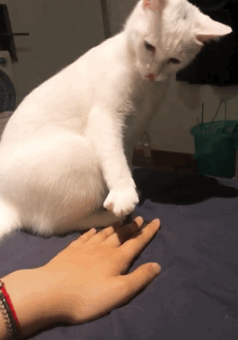 暴力驯猫，看似变乖实则伤深（打了猫一顿变乖了）