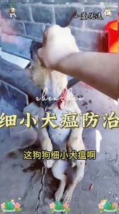 狗狗洗澡后别立刻用驱虫药，间隔三天更稳妥（狗狗体外驱虫可以洗完澡驱吗）
