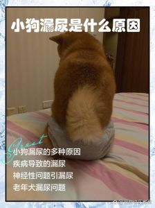 狗狗随地尿尿怎么办？（狗狗突然不在固定的地方小便）