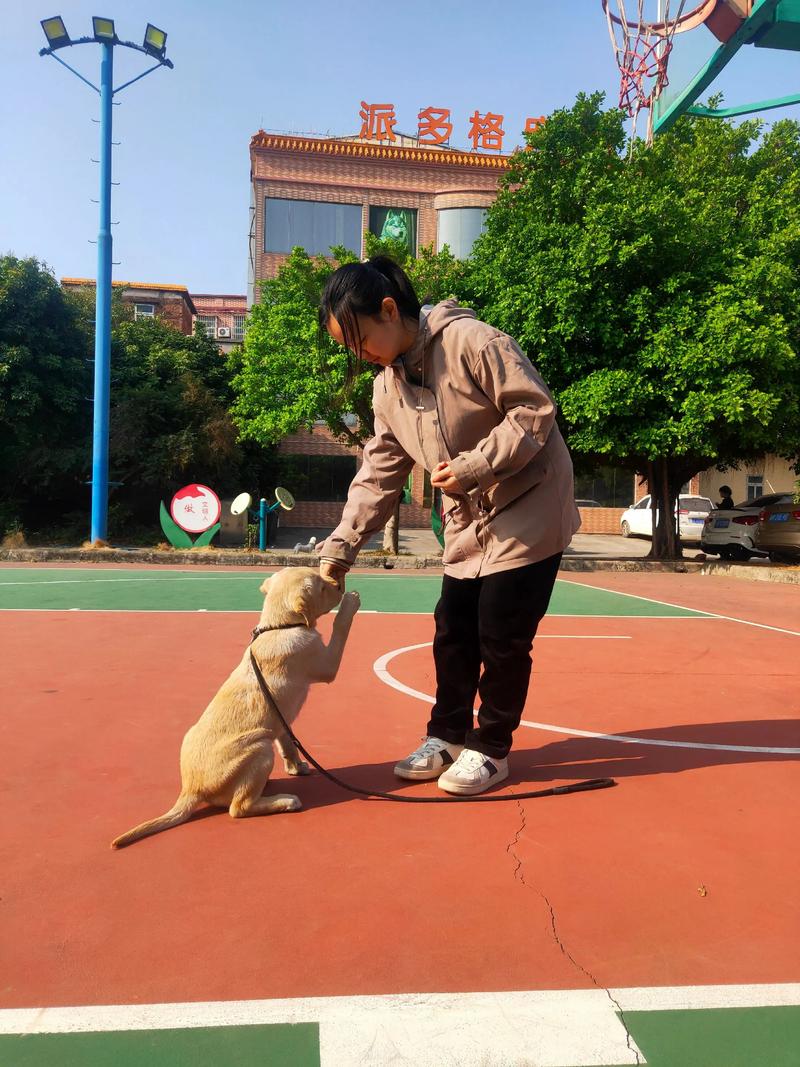 找专业训犬师帮狗狗改掉坏毛病（小众圈子训练狗狗）