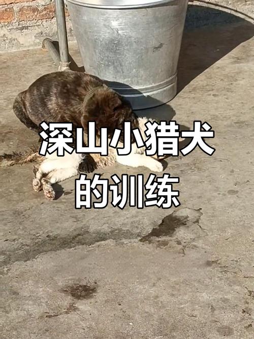 激发本能，耐心培养忠诚伙伴（土猎狗的正确训练方法）
