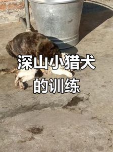 激发本能，耐心培养忠诚伙伴（土猎狗的正确训练方法）