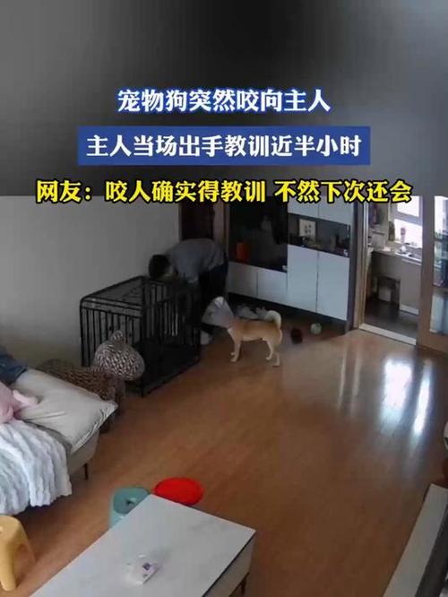 狗狗咬人怎么办？看懂信号及时纠正！（教训狗狗时狗忽然开始咬人）