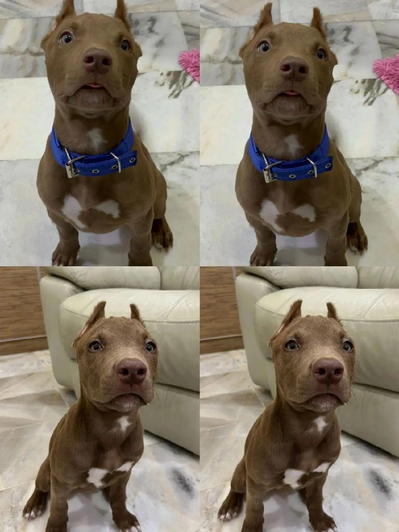 美女训犬师科学驯比特犬，真实经验胜表演！（美女训狗师在家训练比特犬）