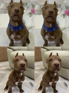 美女训犬师科学驯比特犬，真实经验胜表演！（美女训狗师在家训练比特犬）