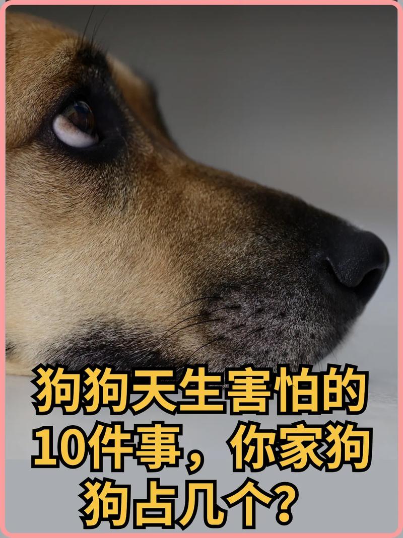 耐心帮胆小狗建安全感，温柔是关键（狗狗太胆小甚至怕主人）