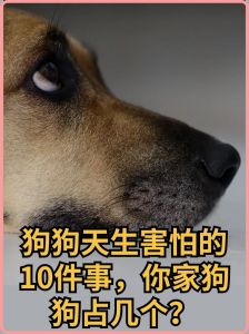 耐心帮胆小狗建安全感，温柔是关键（狗狗太胆小甚至怕主人）