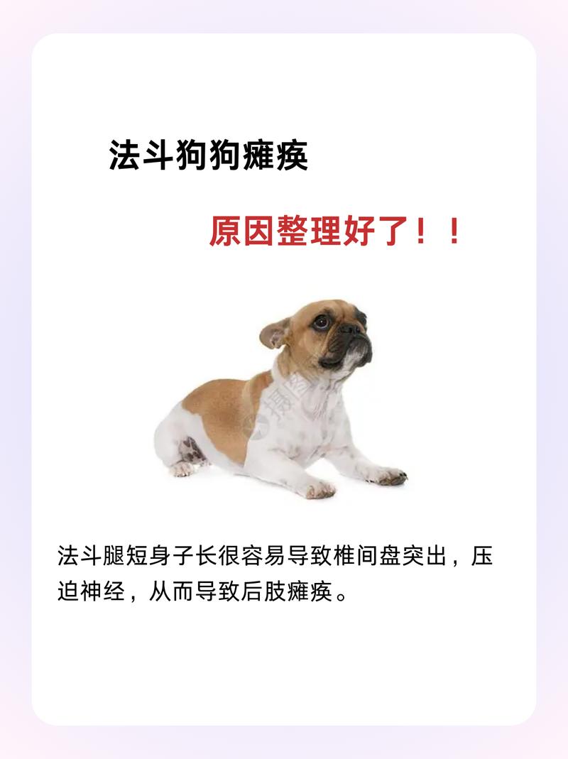 狗狗后腿瘸了怎么办？主人心里要明白！（小狗狗后腿瘸了该怎么办）