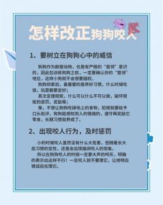耐心引导，重建信任（狗狗胆小怕人怎么办）