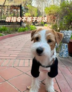 奖惩结合，耐心引导（爸爸管教不听话的小狗）