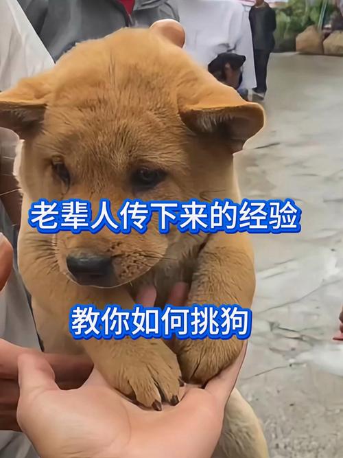 颜色尾巴胡须识好犬（老一辈人的挑狗方法有哪些呢）