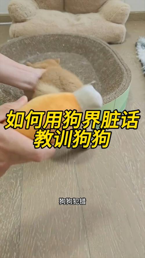 狗狗受罚靠近主人，是忠诚依恋，非认错（教训完狗狗不跑反而慢慢逼向你）