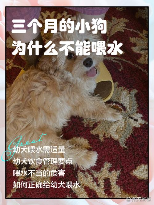 狗狗不爱喝水？试试这些方法！（小狗不爱喝水该怎么解决）