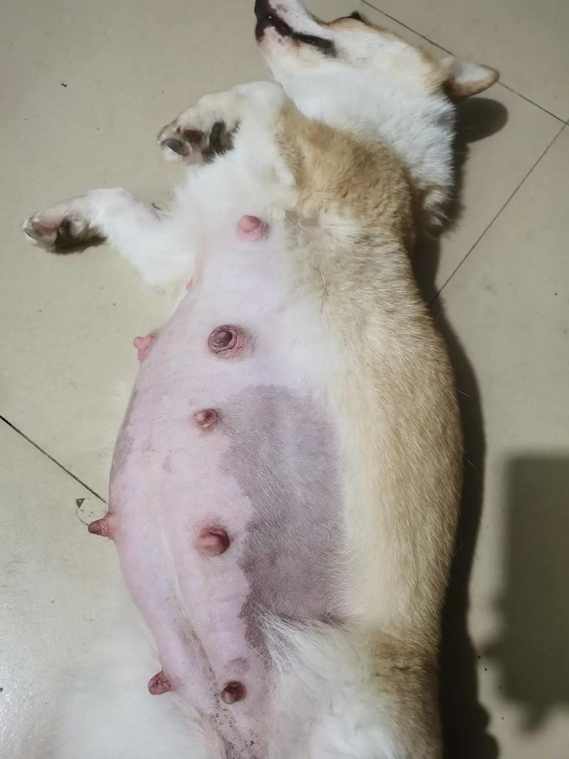 易孕犬种选对，繁殖管理更轻松！（易孕体质的小狗无删减）