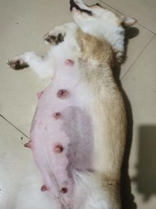 易孕犬种选对，繁殖管理更轻松！（易孕体质的小狗无删减）